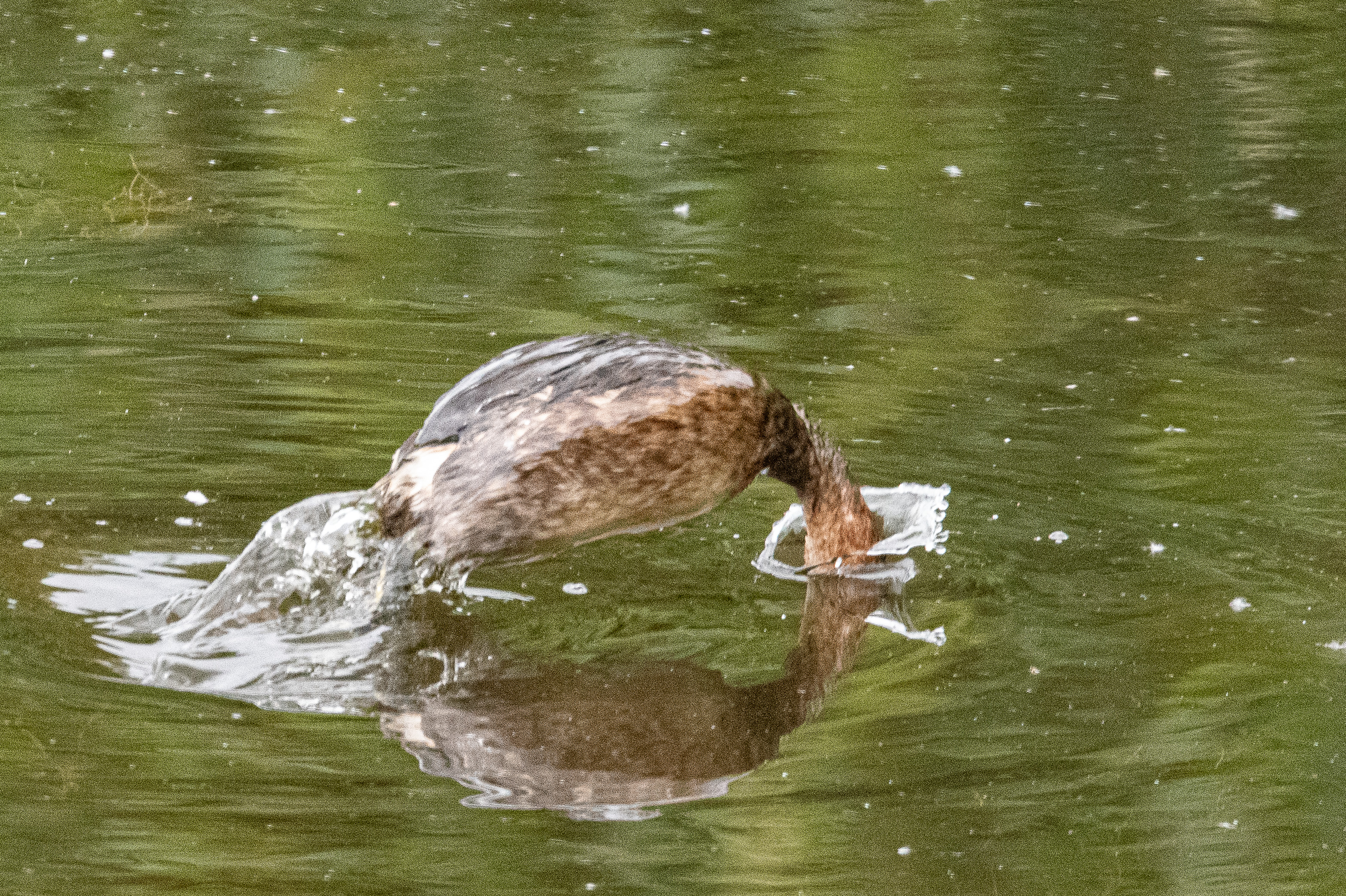 Grèbe castagneux (Little grebe, Tachybaptus ruficollis), adulte plongeant, Dépôt 54 de la Réserve Naturelle de Mont-Bernanchon, Hauts de France.